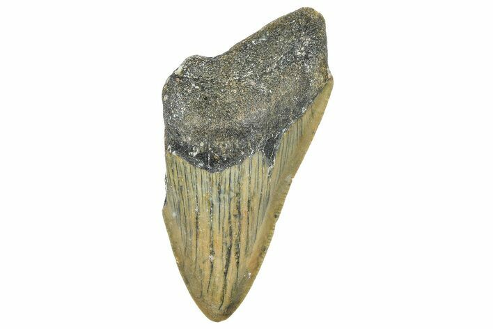 Bargain, Juvenile Megalodon Tooth - Serrated Blade #363753
